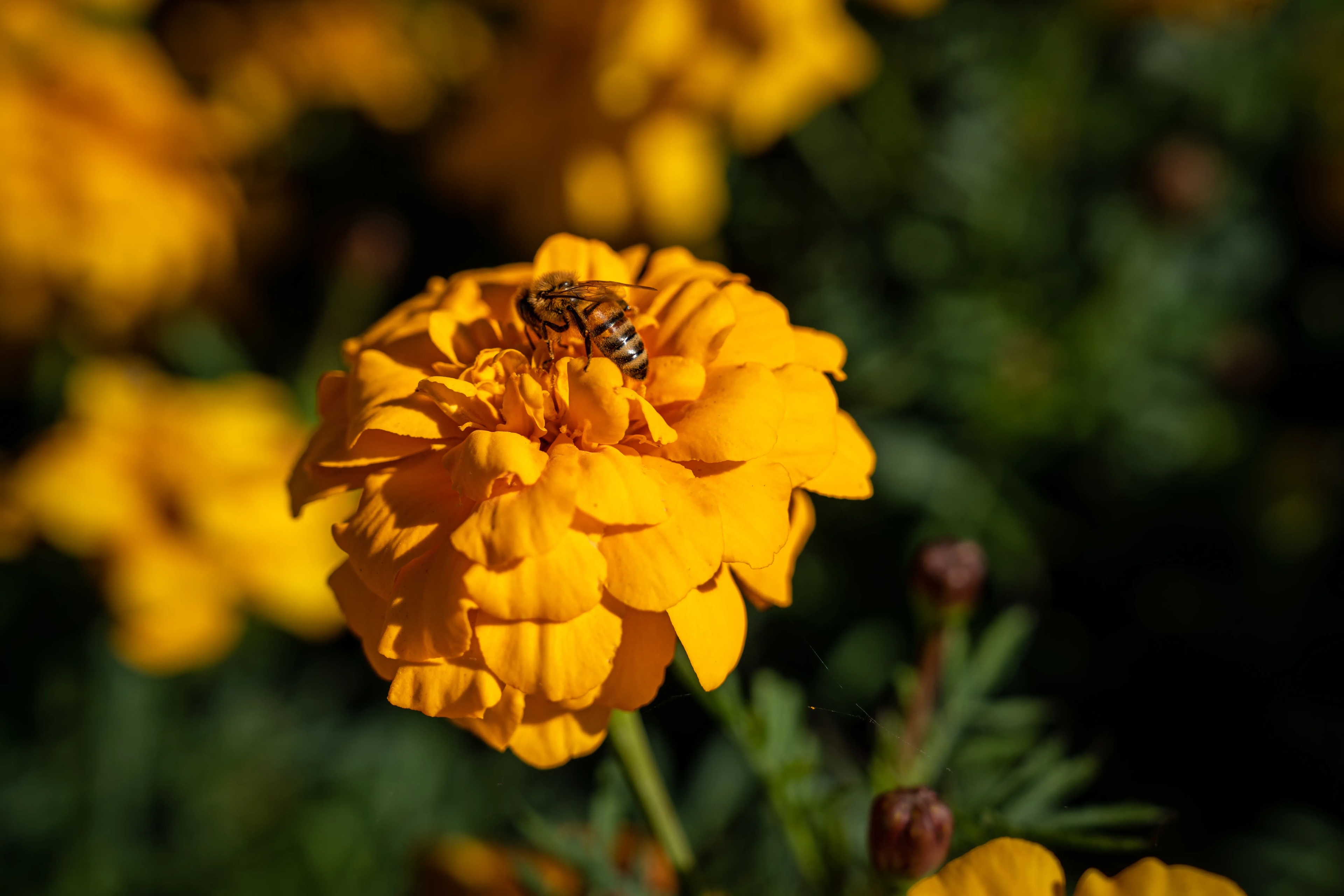 MoBeigi Photography Bee Tesselaar Kabloom